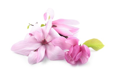 Photo of Beautiful pink magnolia flowers isolated on white