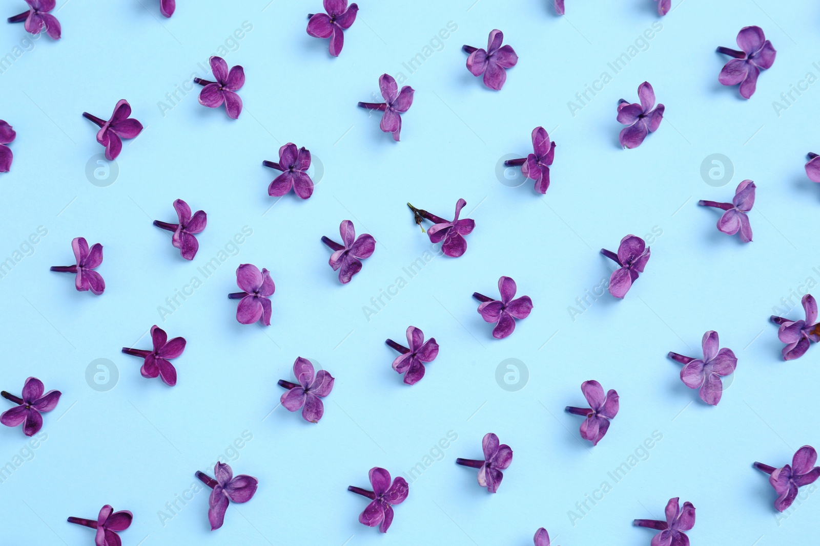 Photo of Beautiful lilac flowers on light blue background, flat lay