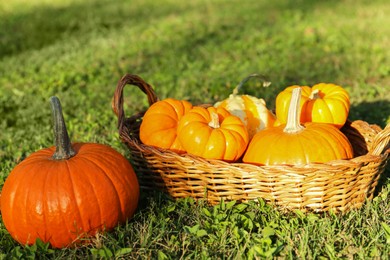 Photo of Fresh ripe orange pumpkins on green grass