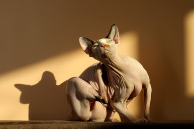 Photo of Adorable Sphynx cat on sofa near beige wall. Cute pet