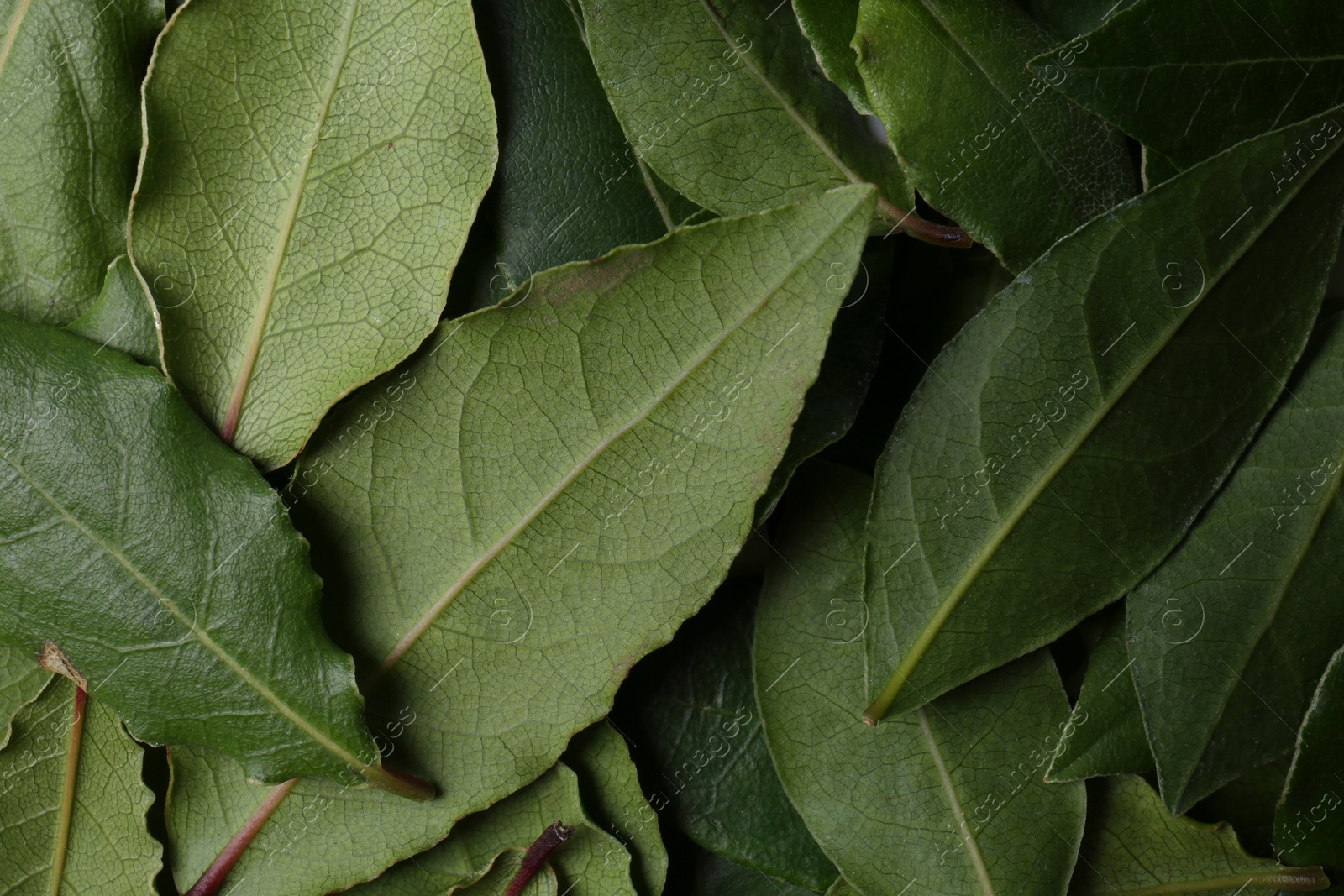 Photo of Many fresh bay leaves as background, flat lay