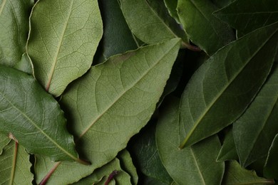 Many fresh bay leaves as background, flat lay