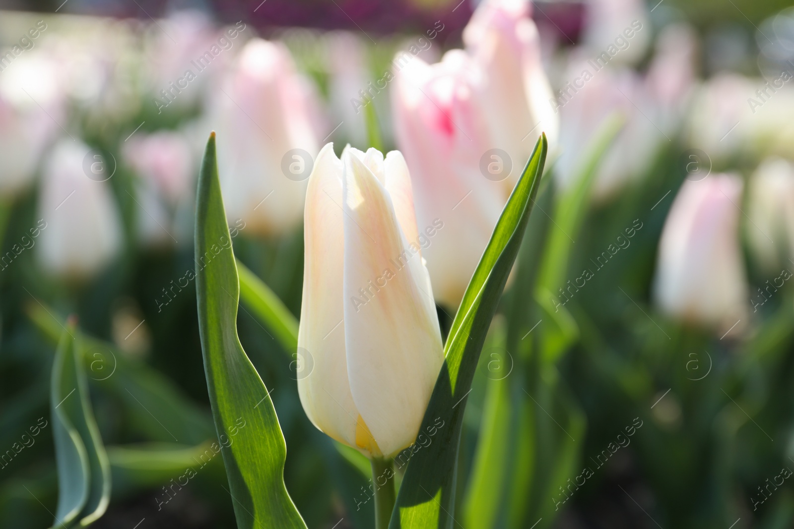 Photo of Beautiful blooming tulip outdoors on sunny day