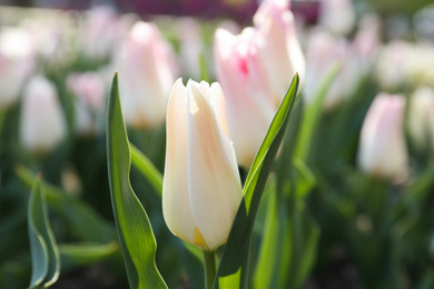 Beautiful blooming tulip outdoors on sunny day