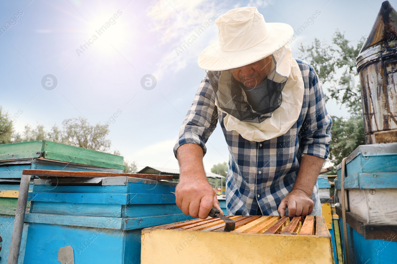 Photo of Beekeeper taking frame from hive at apiary. Harvesting honey