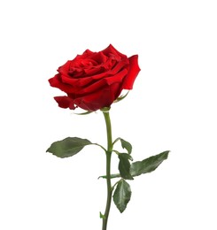 Photo of Beautiful fresh red rose isolated on white