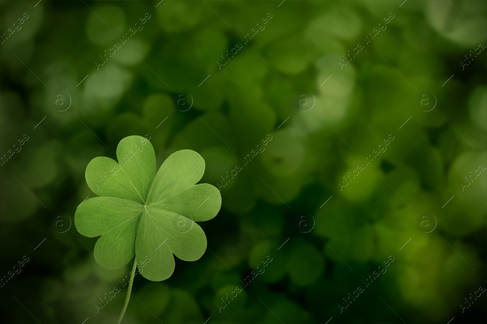 Image of Beautiful fresh green clover leaf on blurred background, space for text 