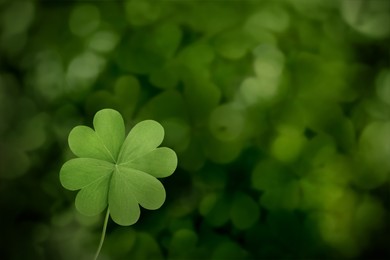 Beautiful fresh green clover leaf on blurred background, space for text 