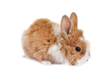 Fluffy rabbit isolated on white. Cute pet