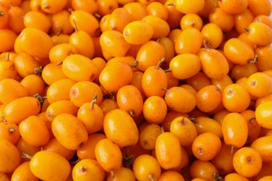 Photo of Ripe sea buckthorn berries as background, closeup