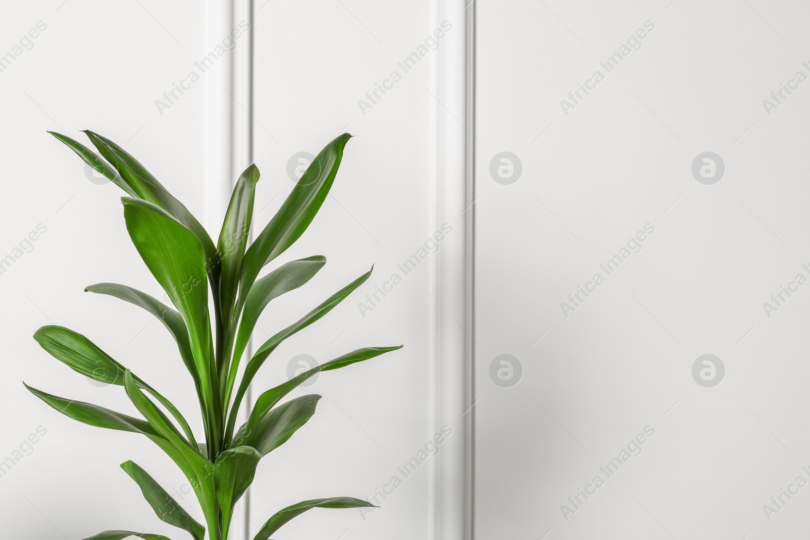 Photo of Beautiful dracaena plant near white wall, space for text. House decor