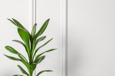 Beautiful dracaena plant near white wall, space for text. House decor