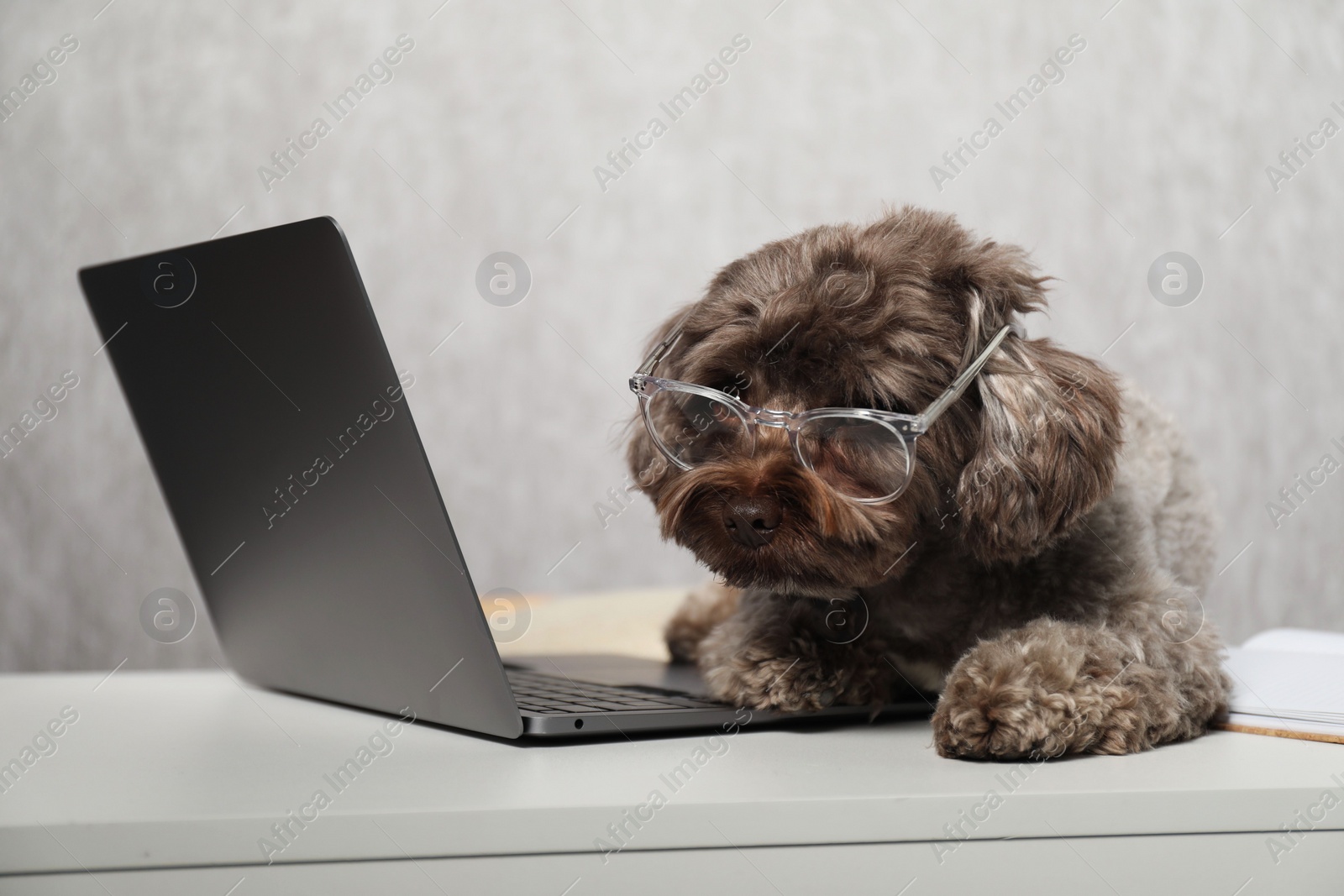 Photo of Cute Maltipoo dog with glasses on desk with laptop indoors