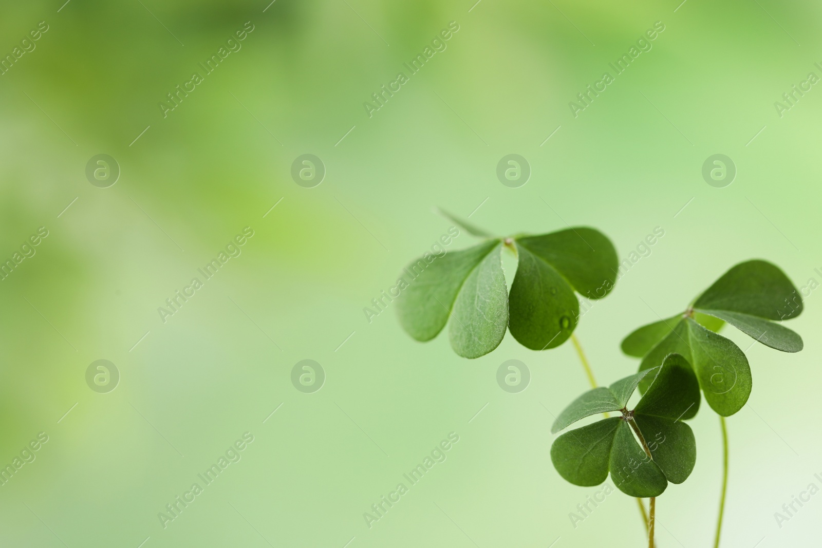Photo of Clover leaves on blurred background, space for text. St. Patrick's Day symbol
