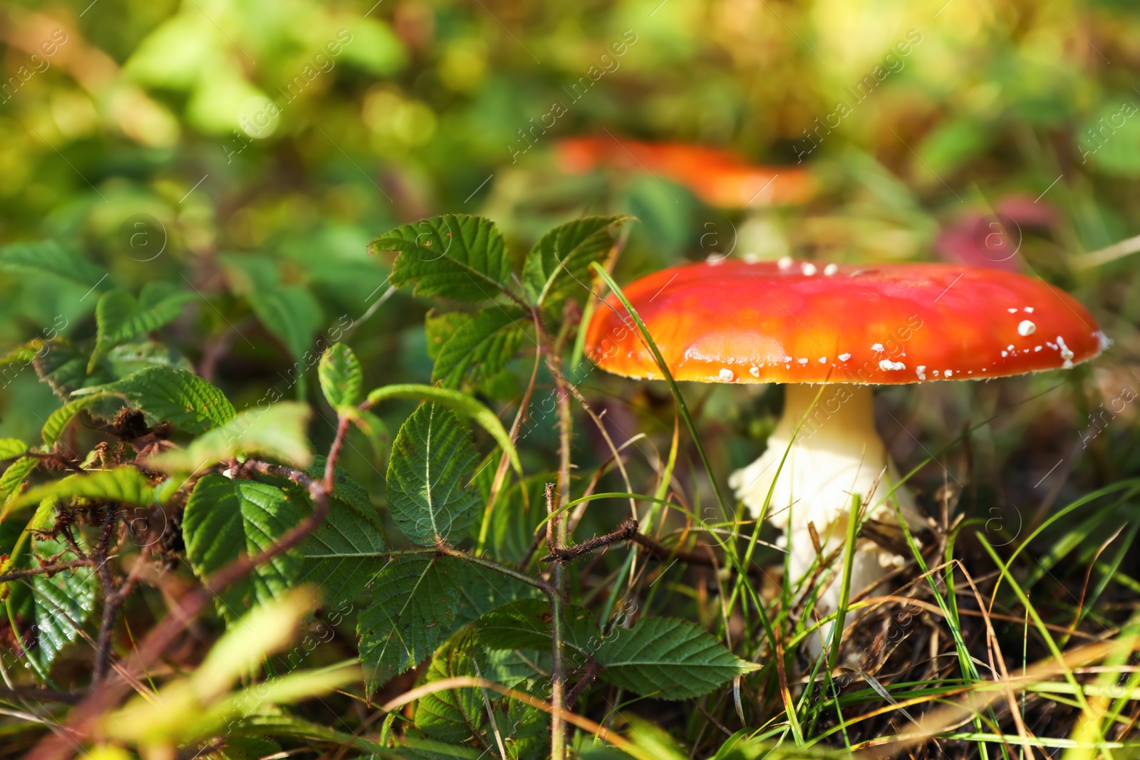 Photo of Fresh wild mushroom growing in forest, closeup. Space for text