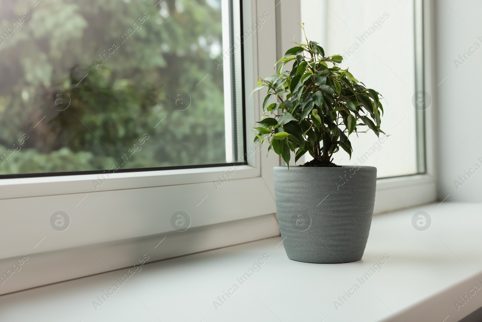 Photo of Ficus in pot on windowsill indoors, space for text. House plant