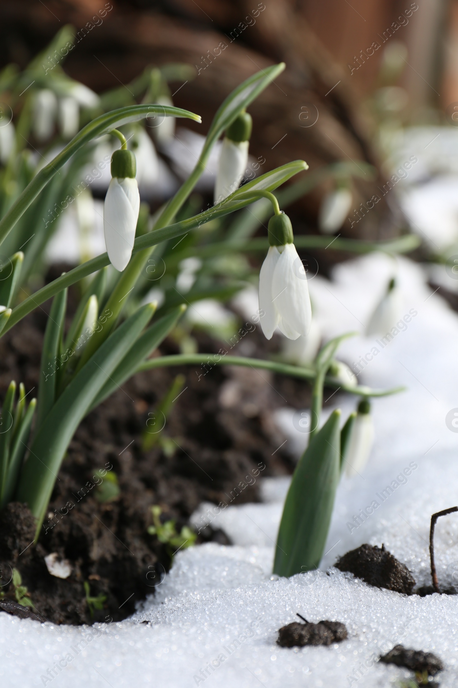 Photo of Beautiful blooming snowdrops growing outdoors. Spring flowers