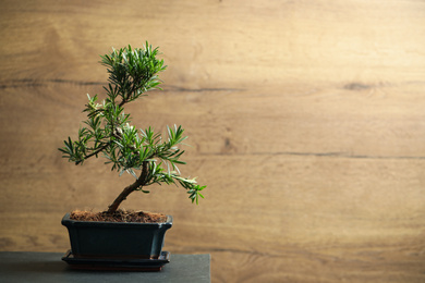 Photo of Japanese bonsai plant on black table, space for text. Creating zen atmosphere at home