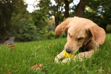 Cute Labrador Retriever puppy playing with ball on green grass in park, space for text