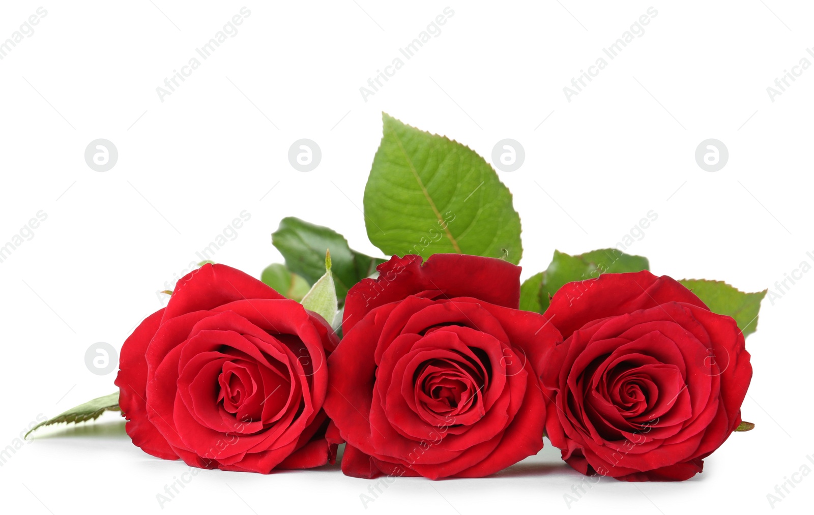 Photo of Beautiful red roses on white background. Funeral symbol