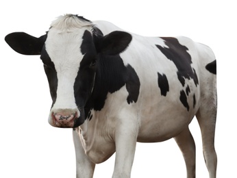 Cute cow on white background. Animal husbandry