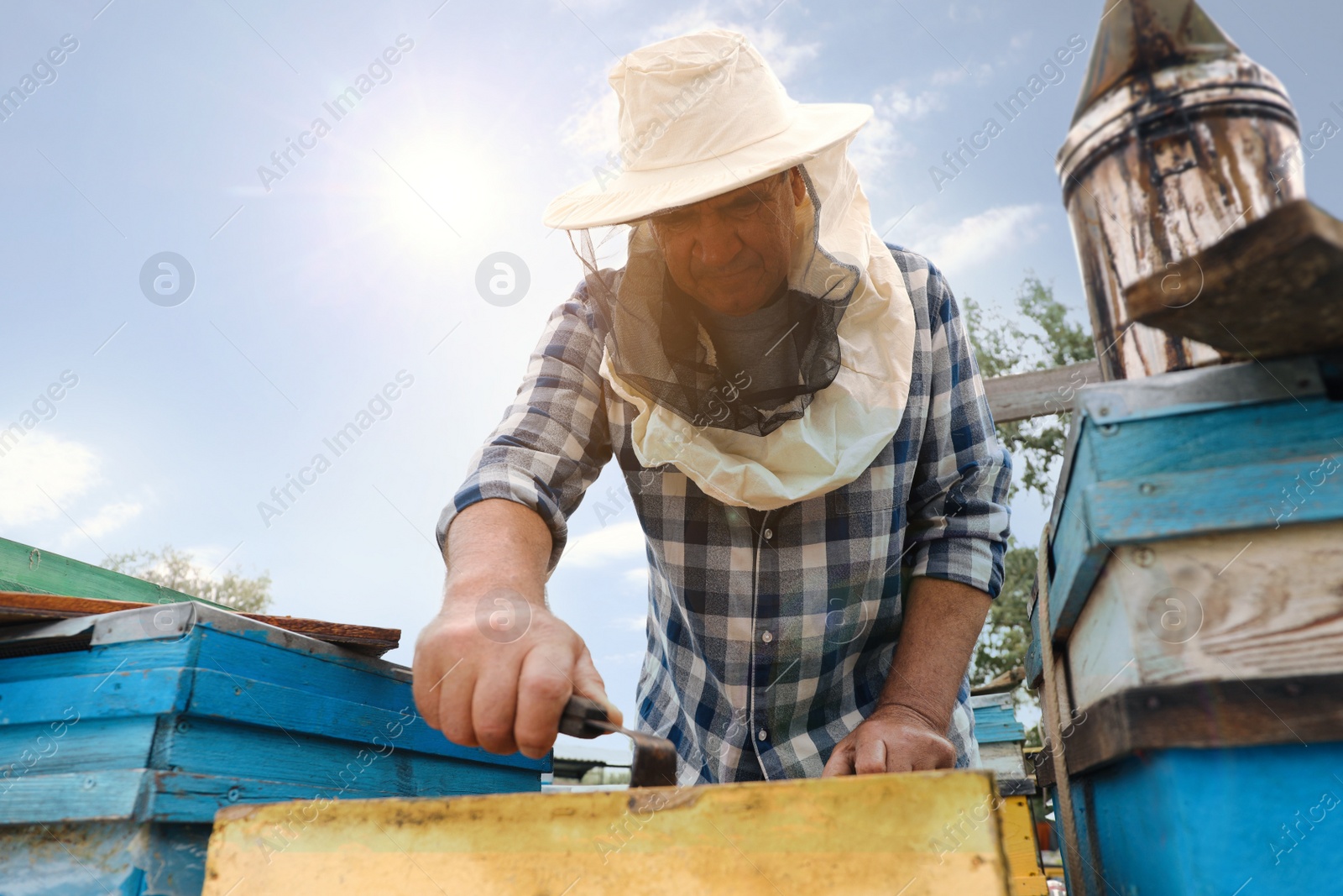 Photo of Beekeeper taking frame from hive at apiary. Harvesting honey