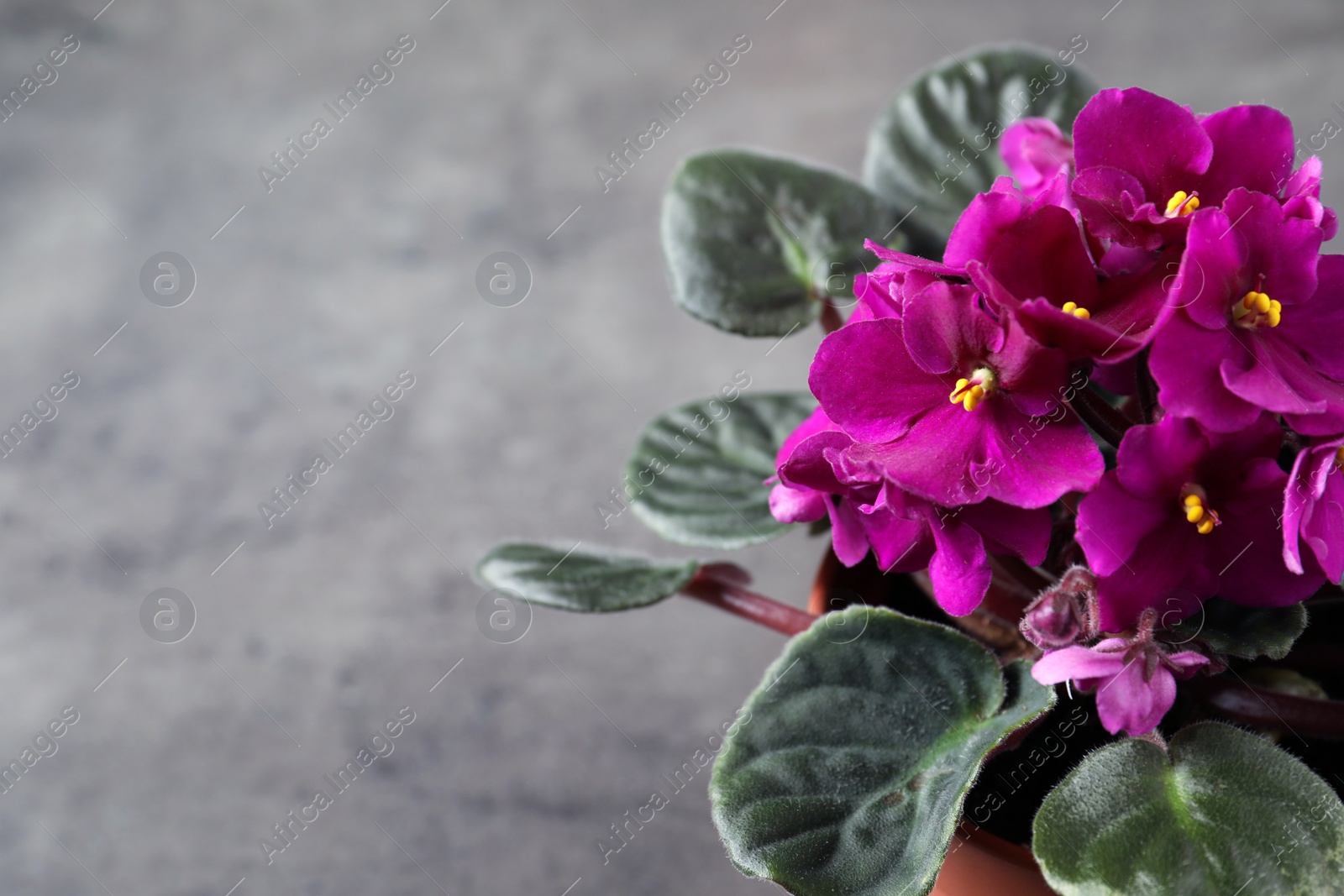 Photo of Closeup view of beautiful violet flowers on light grey background, space for text. Delicate house plant