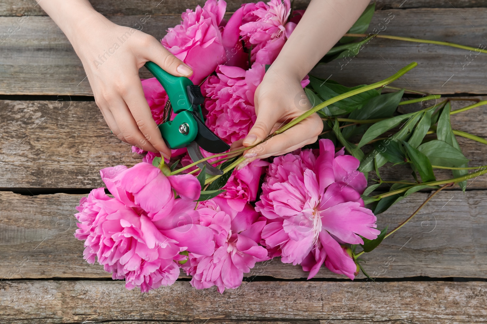 Photo of Woman trimming beautiful pink peonies with secateurs at wooden table, top view