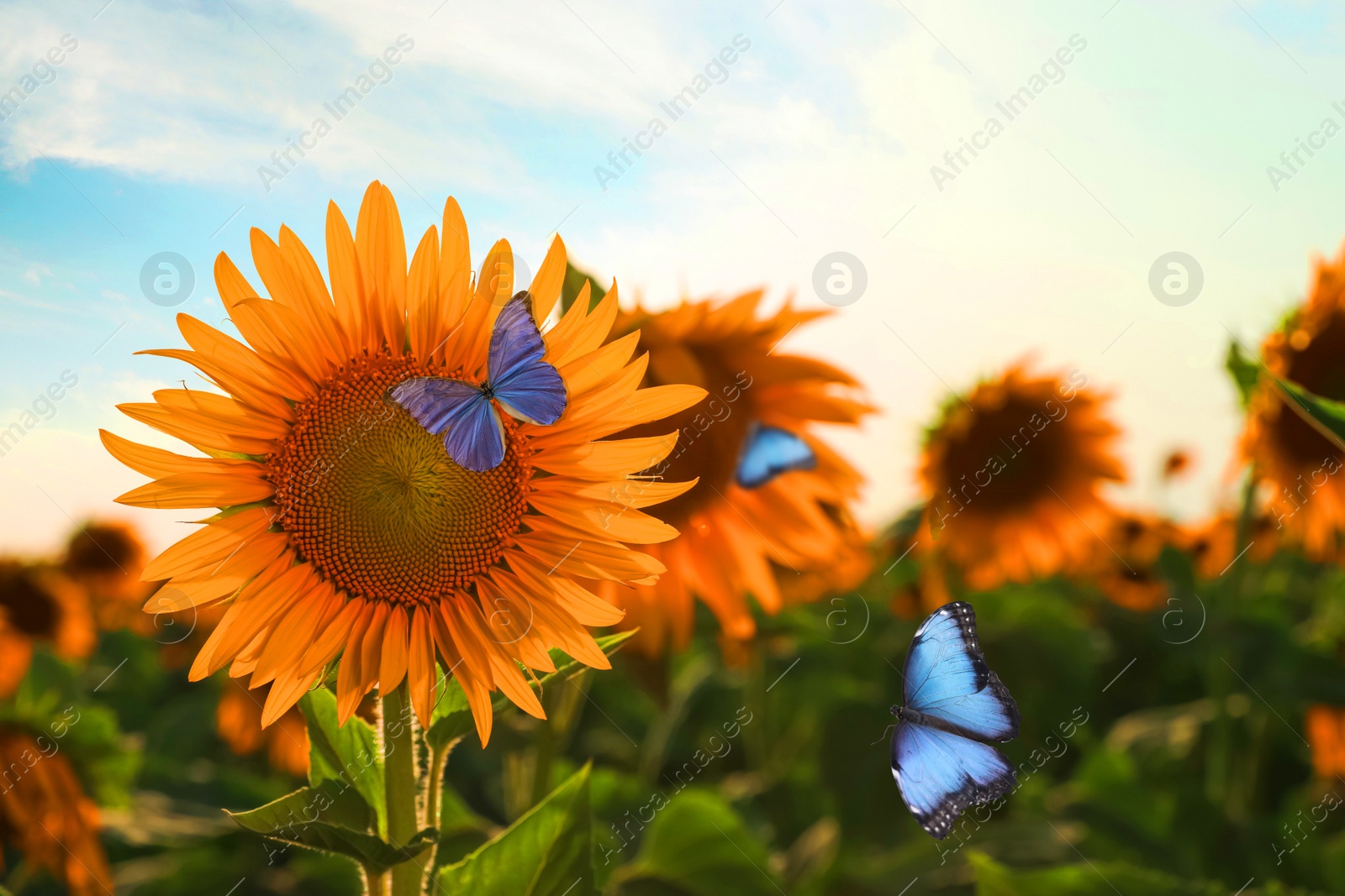 Image of Beautiful butterflies flying near sunflower in field on sunny day