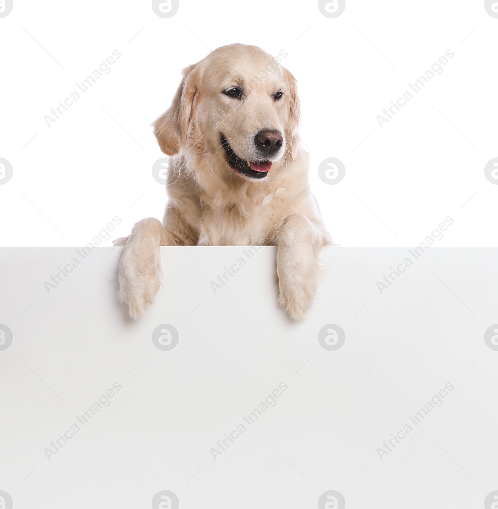 Photo of Cute Golden Retriever dog on white background