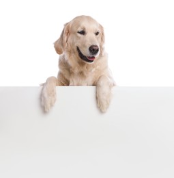 Photo of Cute Golden Retriever dog on white background