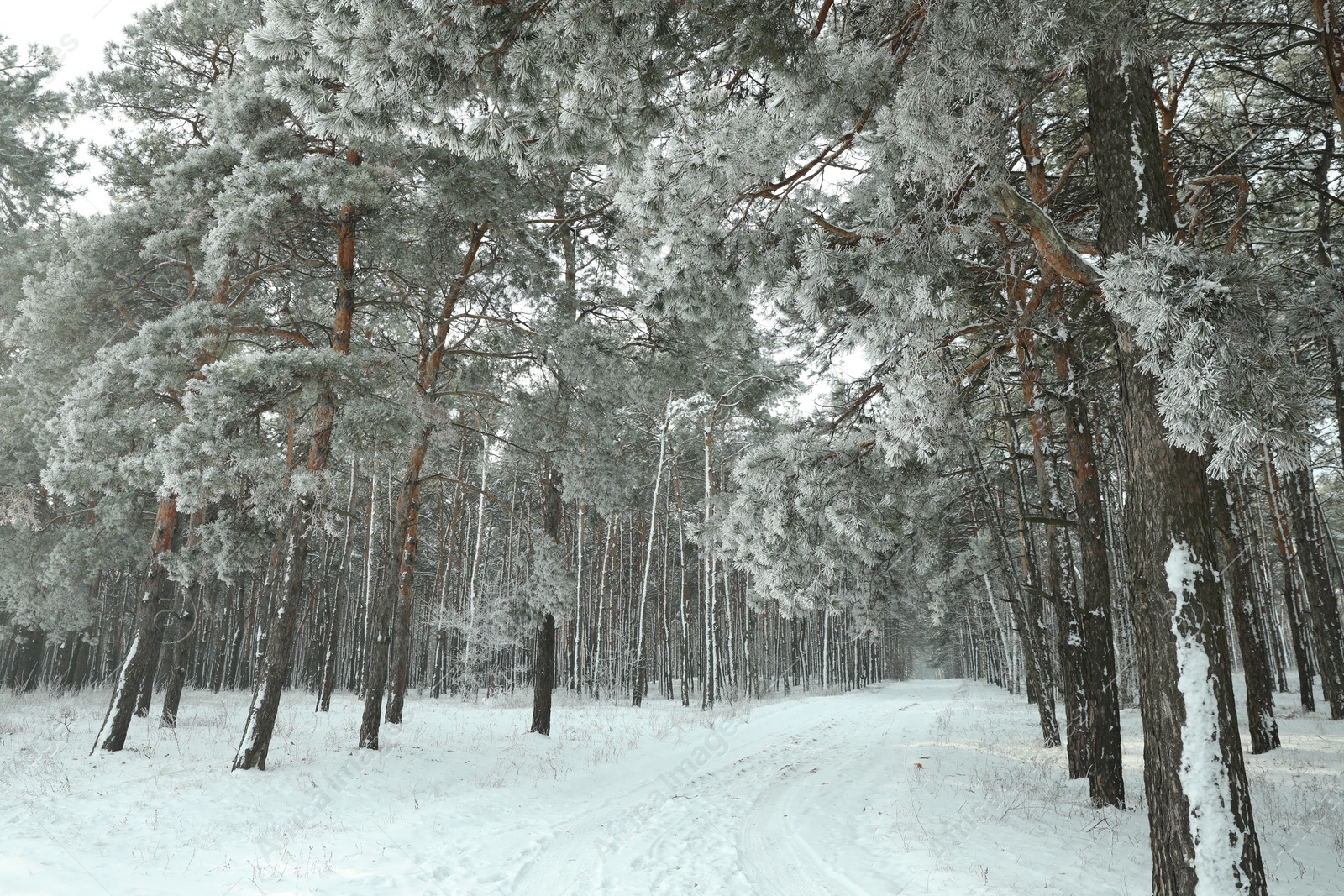 Photo of Beautiful forest covered with snow in winter