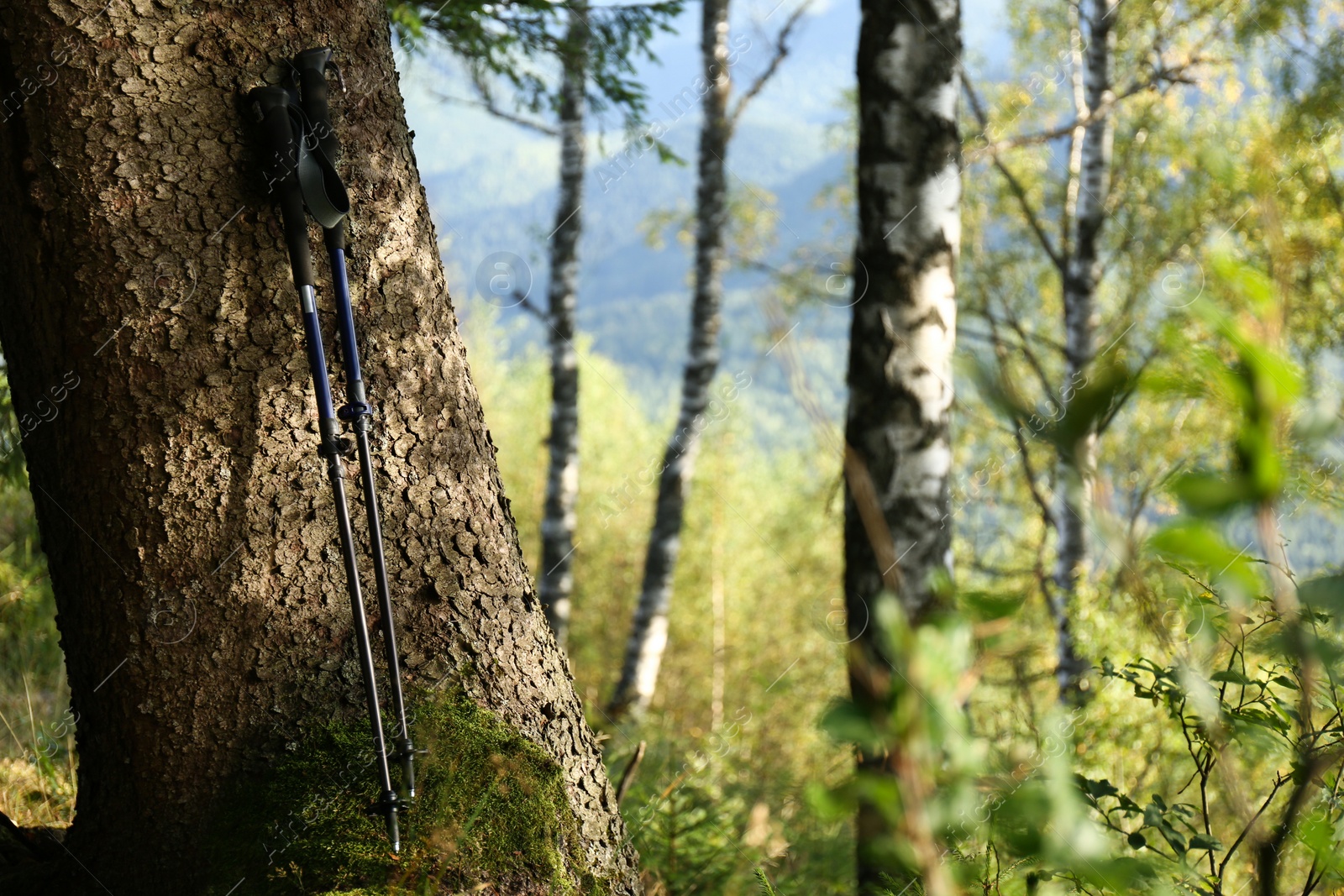 Photo of Trekking poles near tree in forest. Space for text