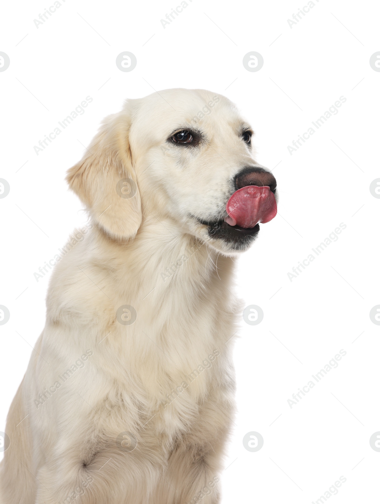 Photo of Cute Labrador Retriever showing tongue on white background