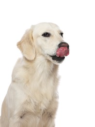 Photo of Cute Labrador Retriever showing tongue on white background