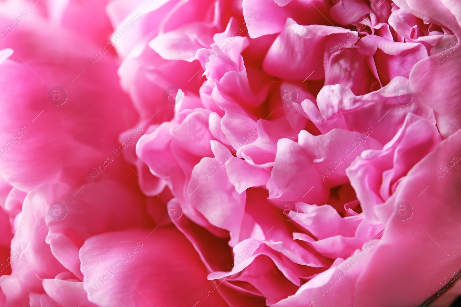 Photo of Beautiful fragrant peony flower, closeup