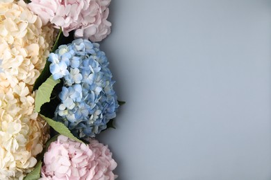 Photo of Beautiful hydrangea flowers on gray background, top view. Space for text