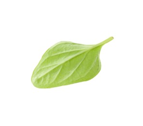 Photo of Fresh green oregano leaf isolated on white