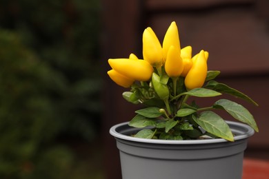 Photo of Capsicum Annuum plant. Potted yellow chili pepper outdoors on blurred background, closeup. Space for text