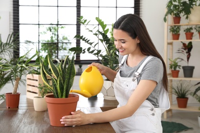 Young woman watering beautiful plant at home