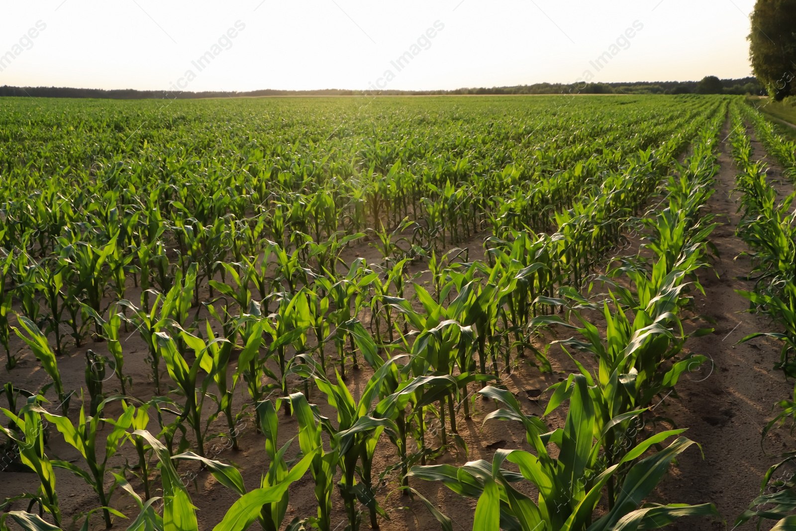 Photo of Beautiful agricultural field with green corn plants on sunny day