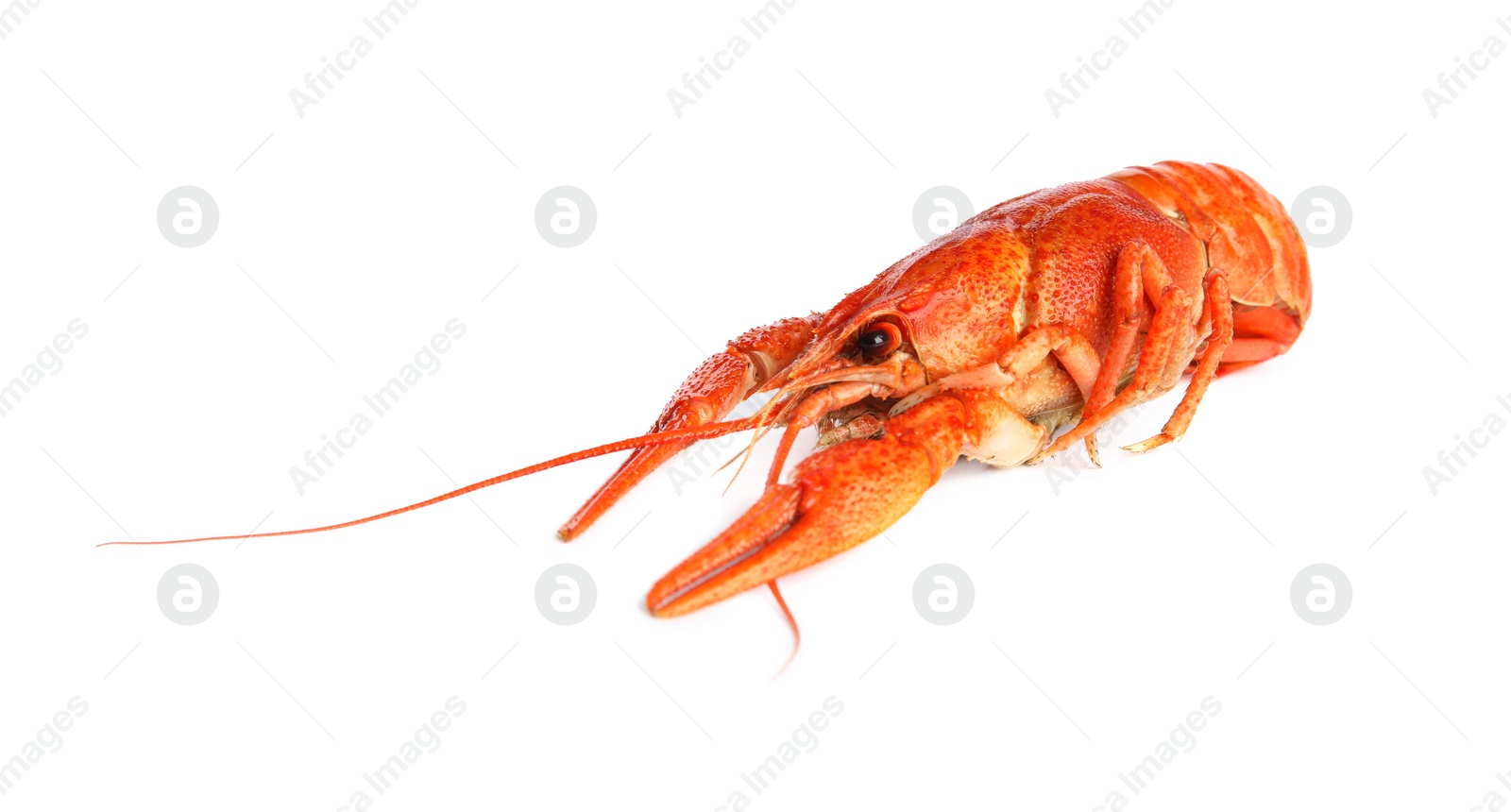 Photo of Delicious red boiled crayfish isolated on white