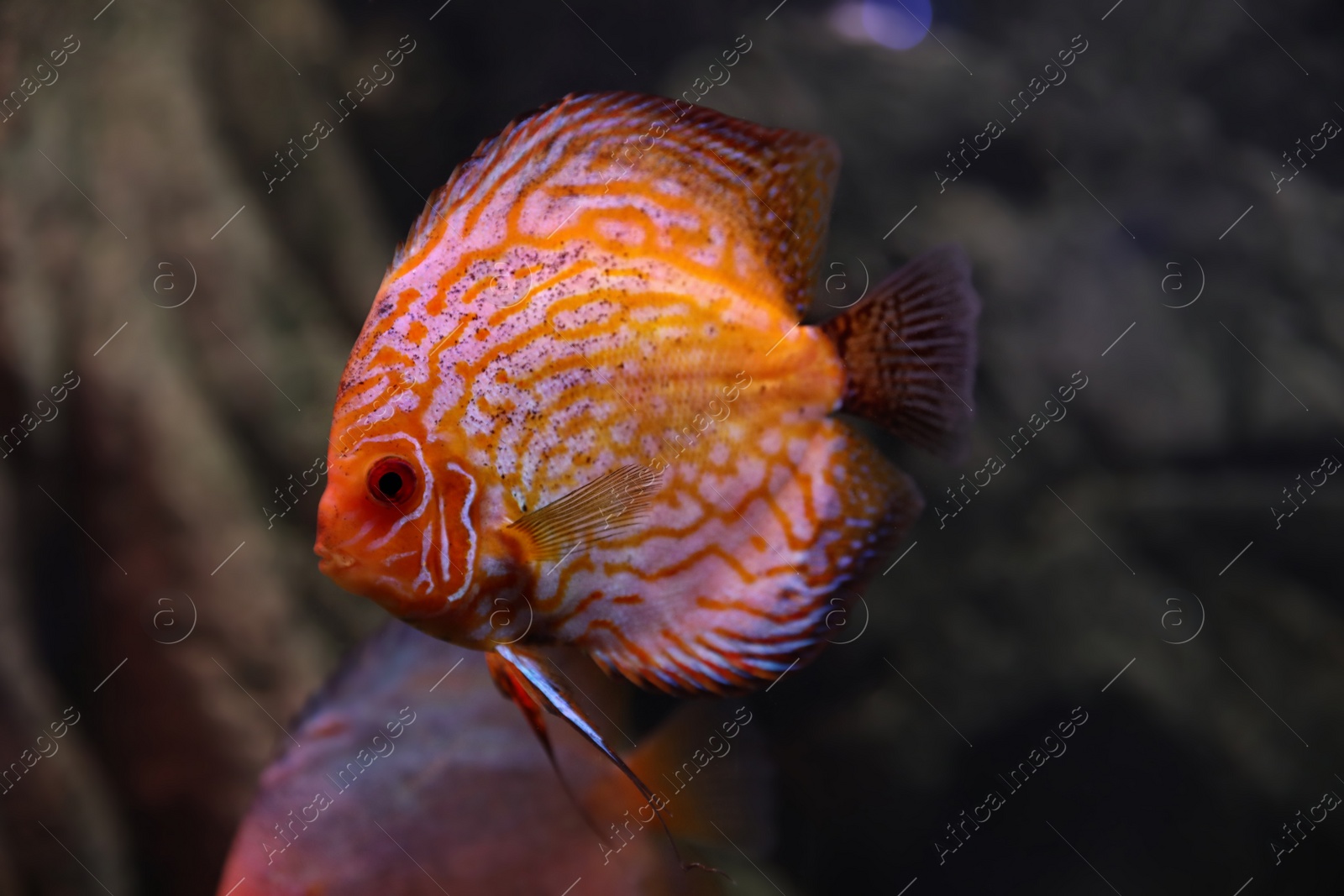 Photo of Beautiful discus fish in clear aquarium water