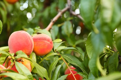 Fresh ripe peaches on tree in garden