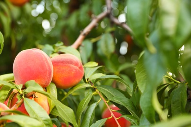 Photo of Fresh ripe peaches on tree in garden