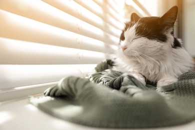 Cute cat relaxing on window sill at home, space for text. Lovely pet