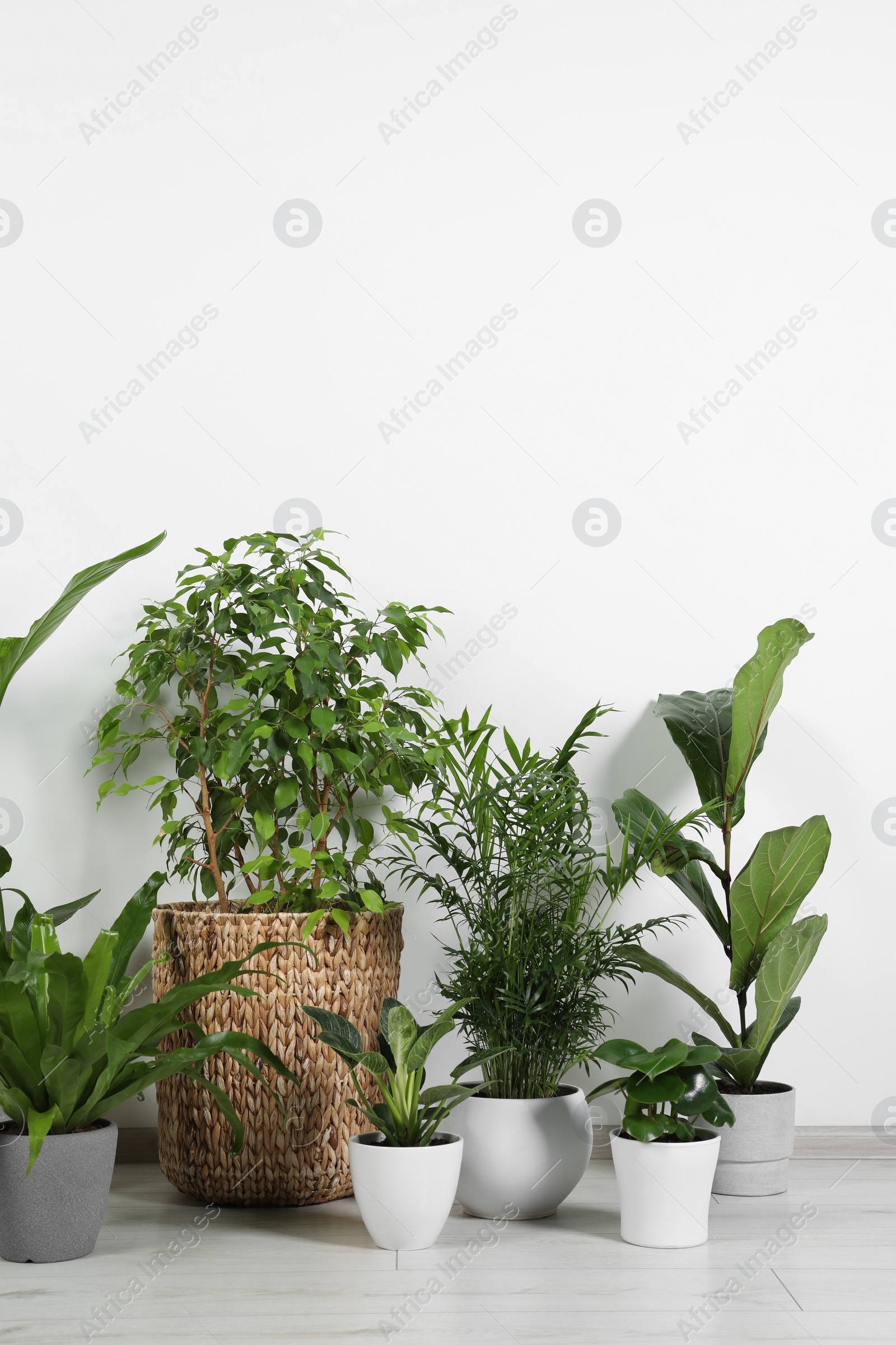 Photo of Many different houseplants in pots on floor near white wall indoors, space for text