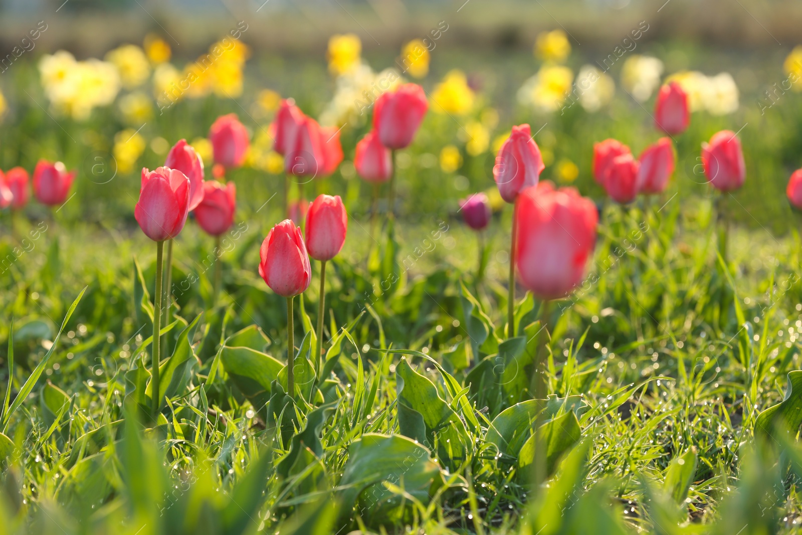 Photo of Field with fresh beautiful tulips. Blooming flowers