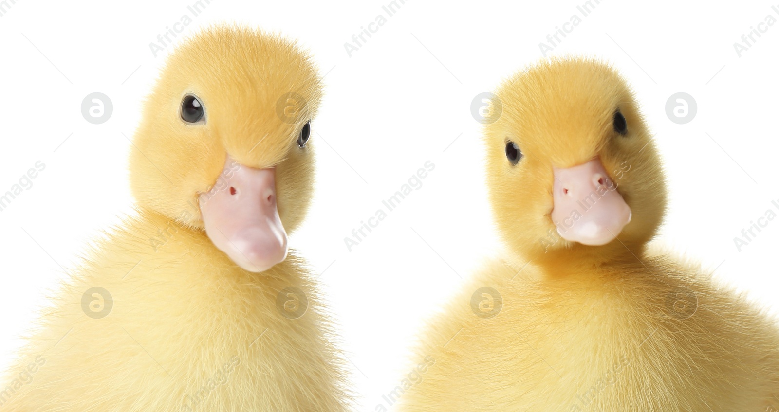 Image of Two cute fluffy ducklings on white background. Farm animals