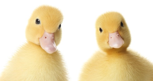 Image of Two cute fluffy ducklings on white background. Farm animals